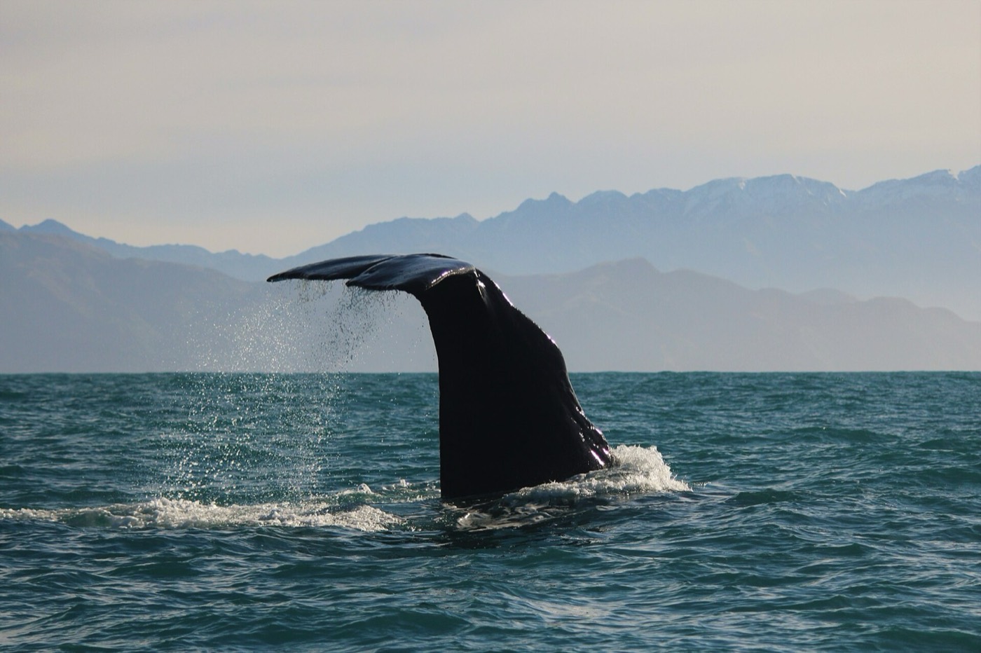 Kaikōura 海上观鲸