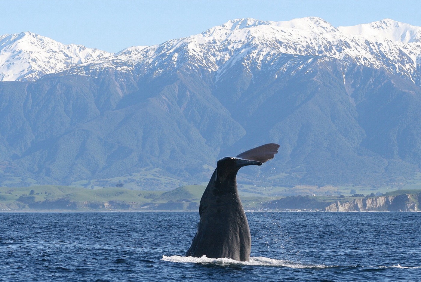 Kaikōura 抹香鲸尾鳍